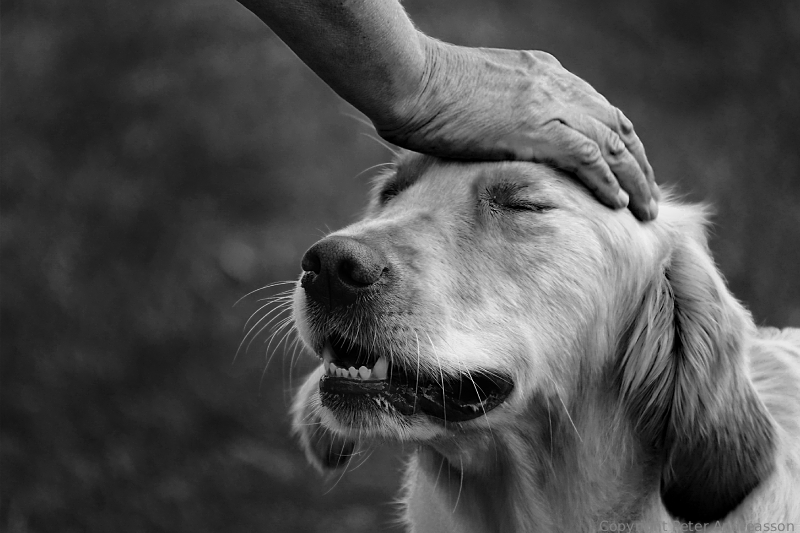 Dog show